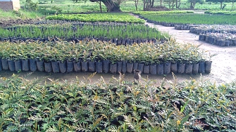 Kabale Tree nursery in Kakonko District