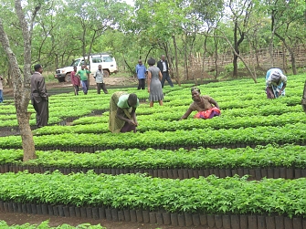 REDESO tree nursery in Kumsenga village in Kibondo Districts