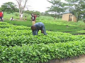 REDESO MEAL Officer, Mr. Fransisko Matina guiding the casual labours who are tending tree nursery for Refuge hosting community in Kakonko district,Kigoma Region.