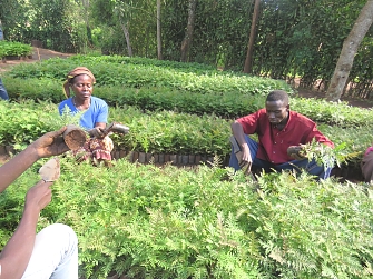 Casual labors in Mbizi village tree nursery in Kakonko District doing plicking out of tree seedlings before transplanting them.