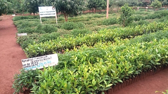 Tree nursery established by REDESO at Nduta camp in Kibondo District