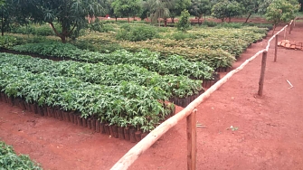 Tree nursery are already to be transplanting during the seedlings season at camps and host community
