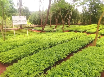 Kasanda Tree nursery established by REDESO at Nduta camp in Kibondo District