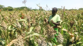 Growing of Drought Tolerant Crops(Sorghum) in Responding to Drought Hazard as one among of the highest threaten hazard in Kishapu District(Climate change adaptation) the seeds were supported by the project-DRR