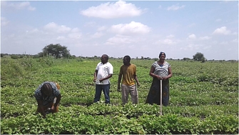 Growing of Fleshed Orange Sweet Potatoes as the drought Tolerant crops to supplement Nutrition food at community