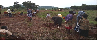 The exercise of planting of tree seedlings