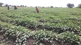 Vine Cuttings (Fleshed Orange Sweet potatoes)