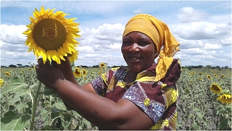 Kalangale women group(CBO) growing Sunflower supported by the project in Responding to Drought Hazard as one among of the highest threaten hazard in Kishapu District(Climate change adaptation) the seeds were supported by the project-