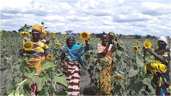 Kalangale women group(CBO) growing Sunflower supported by the project in Responding to Drought Hazard as one among of the highest threaten hazard in Kishapu District(Climate change adaptation) the seeds were supported by the project
