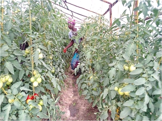 Harvesting of Tomatoes in a Green house