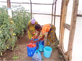 Weighing of harvested Tomatoes grown in a Green house
