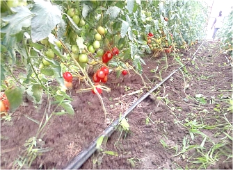 Efficient utilization of water Resource through drip irrigation- and Green house technology for climate change resilience.