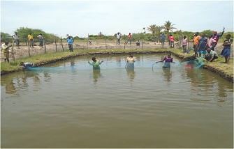 Fish farming group harvesting fish at the pond