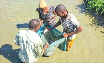 Fish farming group harvesting fish at the pond
