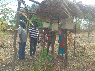 The mission examining the beehives at Upendo Beekeeping entrepreneurship group at shagihilu village in Kishapu District.