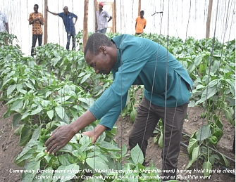 Tilapia Fish harvested in the Fish pond from Chemichem group at Nhobola Village