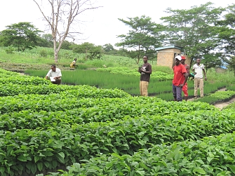 REDESO Tree nursery in Host community at Kakonko District